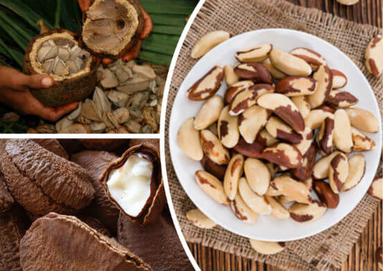 Полезные свойства бразильского ореха - целебные качества для мужчин и женщин, масло на его основе, противопоказания