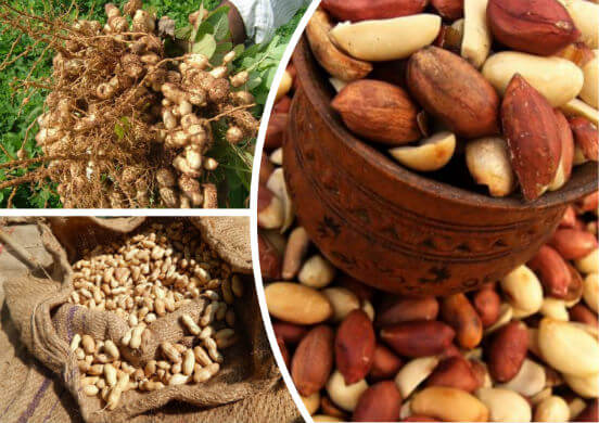 Свойства арахиса - полезные и вредные качества ореха для здоровья человека, а также про урбеч и масло
