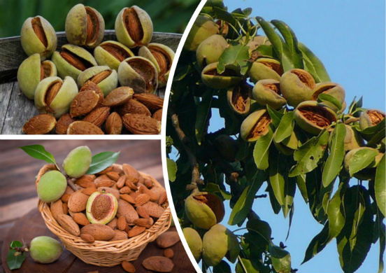 Миндальный орех - целебный плод, применяющийся для лечения и профилактики различных заболеваний