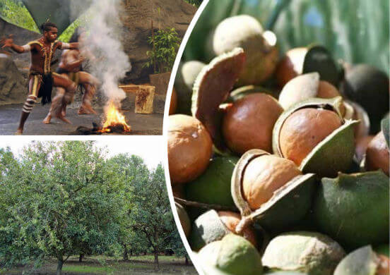 Орехи макадамия - польза и вред, суточная норма, применение скорлупы и как выглядит сам плод