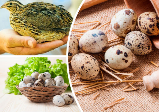 Диета на перепелиных яйцах - система питания, помогающая плавно сбросить вес с пользой для организма