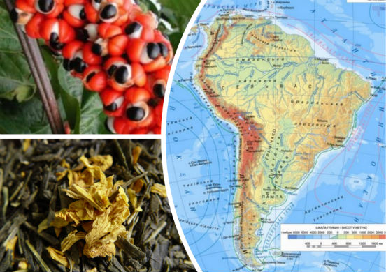 Гуарана - лекарственное растение, из которого делают знаменитый чай для похудения, бодрости и улучшения здоровья