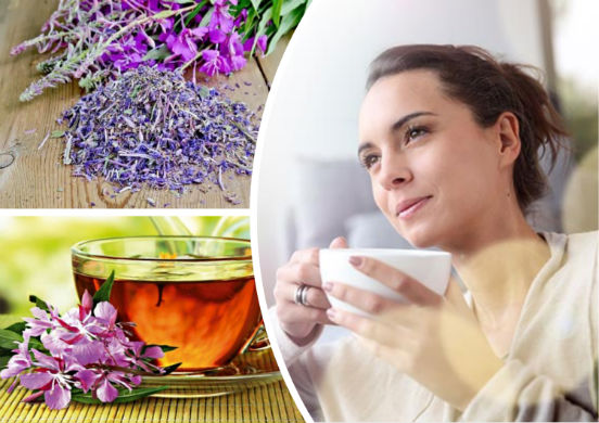 Какими полезными свойствами обладает иван-чай и в каких случаях он может принести вред организму человека?