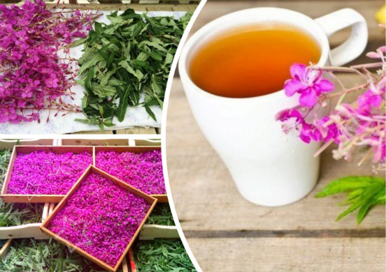 Какими полезными свойствами обладает иван-чай и в каких случаях он может принести вред организму человека?