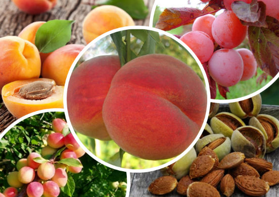 Персик - натуральное лакомство, обладающее массой полезных свойств для организма взрослых и детей
