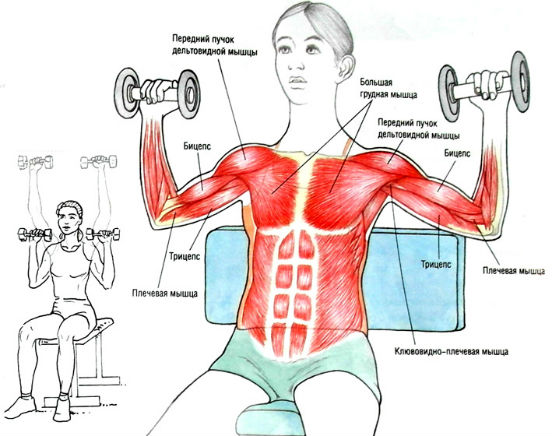 Какие упражнения можно делать в домашних условиях, чтобы укрепить мышцы рук?