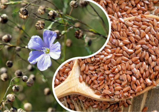 В чем польза семян льна для организма человека и как их правильно употреблять?