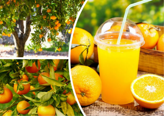 Польза и вред натурального апельсинового сока thumbnail