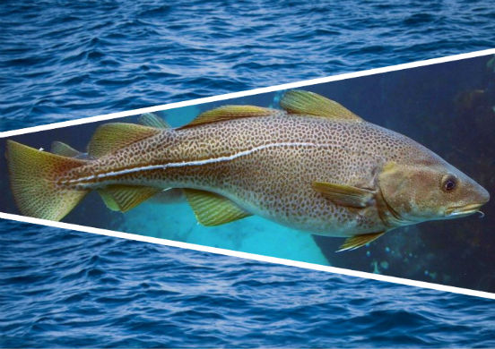 Почему треску называют Божьим даром или 17 преимуществ известной рыбы для здоровья