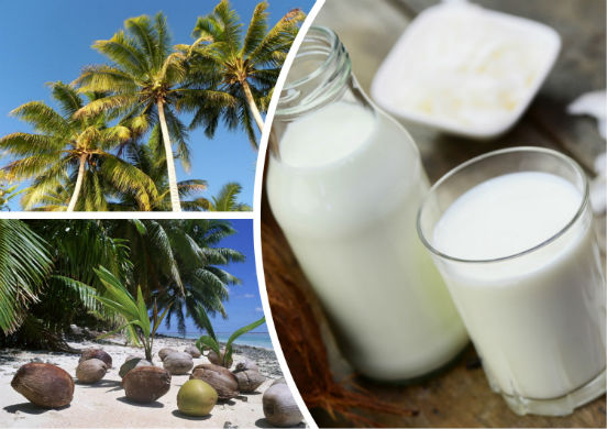 Кокосовое молоко - тропический напиток, обладающий неоценимой пользой для здоровья человека