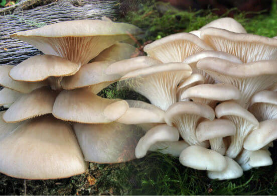 Чем полезны грибы для организма человека и какие заболевания они могут предотвратить?