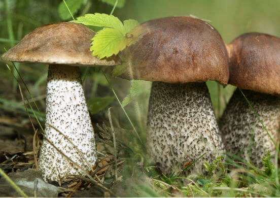 Чем полезны грибы для организма человека и какие заболевания они могут предотвратить?